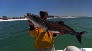 Cobia Fishing Destin Florida with DOA Swimming Mullet [upl. by Summer309]