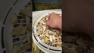 Drying Amanita Muscaria var persicina mushrooms w food dehydrator [upl. by Adnorehs185]