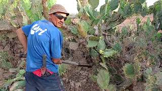 O VAQUEIRO BARREIRA LUTANDO COM AS PALMAS DE ESPINHOS PARA ALIMENTAR O GADO [upl. by Aggappe]