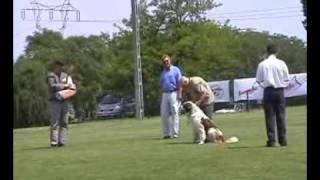 Schutzhund Moscow Sentry dog ipo1C Московская сторожевая  Moscow Watchdog [upl. by Natala]