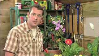 Caring for houseplants [upl. by Olympias528]