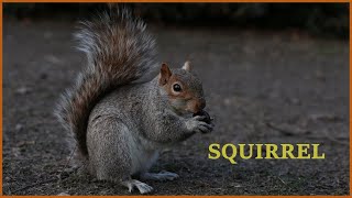 Squirrel sounds at night  Squirrel noises sounds  Squirrel barking  Grey squirrel call [upl. by Abdul]