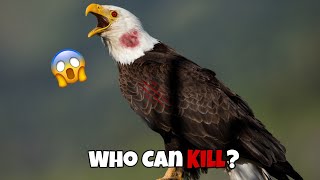 6 Eagles That Could Defeat A Bald Eagle [upl. by Faria]