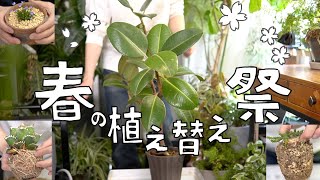 春の植え替え祭り！観葉植物ゴムノキアガベ花など [upl. by Erleena]