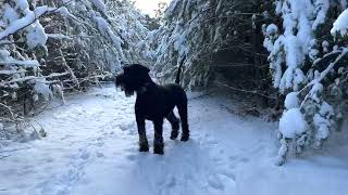 Giant Schnauzer Dream  Sen Sznaucera Olbrzyma [upl. by Wojcik]