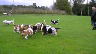 Scottish Basset Hound Walk At Forfar Loch [upl. by Bysshe]