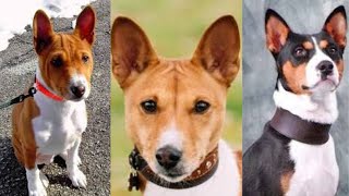 Basenji  Funny and Cute dog video compilation in 2022 [upl. by Lauro829]