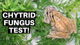 How To Test Amphibians For Chytrid Fungus  Benjamins Exotics [upl. by Klusek]