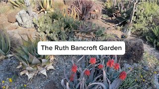 The Ruth Bancroft Garden  A Bay Area Gem [upl. by Goldfarb]