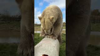 pumpkin ice block for polar bears [upl. by Spindell501]