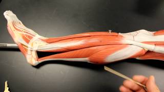 MUSCULAR SYSTEM ANATOMY Lateral leg region muscles model description Somso [upl. by Aleetha446]