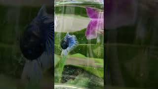 Welcome Mr Half Moon bettafish shorts beautifulbetta [upl. by Eisdnil]