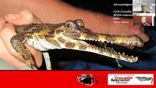 Endangered Crocodile Update Tomistoma [upl. by Ahsekal]