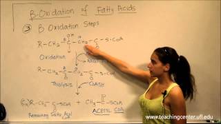 Beta Oxidation of Fatty Acids [upl. by Kcub]