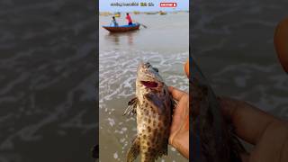 Saving fish life returned to their sea fishing saving abhifishinglife shorts [upl. by Eeslek]