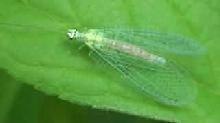 Blackspeckled Green Lacewing Chrysopidae Chrysopa [upl. by Nemra]