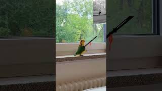 This parrot is very good at goosesteppingcute pets funny parrot [upl. by Feigin]