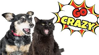 Cat Sounds That Make Dogs Go Crazy [upl. by Elmore786]