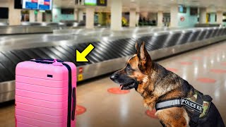 Dog Kept Barking at a Suspicious Luggage Officials Checked it amp Discovered Something Heartbreaking [upl. by Wakerly]