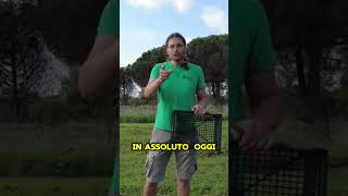 La STAGIONE della CICORIA Come RICONOSCERLA E RACCOGLIERLA  GUARDA IL VIDEO COMPLETO shorts [upl. by Htebirol627]