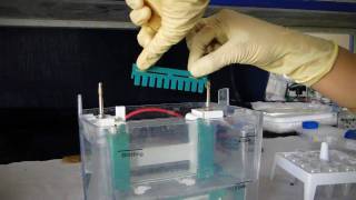 Polyacrylamide Gel Electrophoresis PAGE  Amrita University [upl. by Thar568]