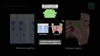 Olfactory Nerve Cranial Nerve I  Olfactory system  Anatomy amp Function  Easy Anatomy anatomy [upl. by Edualc]