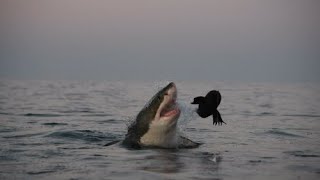 17 Ft Great White Shark Whirlpool Attack Cameron Bayes [upl. by Namruht136]