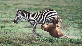 Zebra vs Lion  Zebra survived [upl. by Airoled]