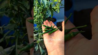 Dry chilli seeds to green chilli harvest plants plantlove garden harvesting greenchilli [upl. by Dranel726]