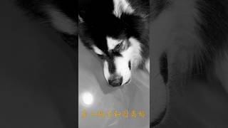 Divorce with Urgo Dog Li in the Nation of Republic Dog 推薦 doglover 熱門 cute pets dog alaska [upl. by Silvan]