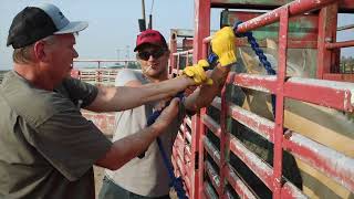 Castrating Four Colts With Watford City Vet Clinic in Watford City North Dakota [upl. by Biles]