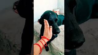 Shishi Bhari gulab ki pathar se Tod dun 🤣😂😜 comedy funny labrador youtubeshorts [upl. by Aihsetal]