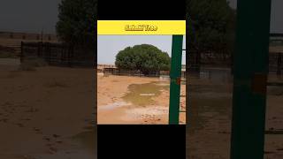 Sahabi Tree 🌳 1445 Year Old Tree shorts Shorts [upl. by Enyrat]