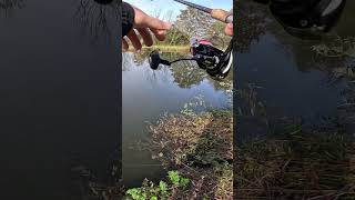 Pêche au Vif  Attaque en Directe  fishing fish pikefishing [upl. by Zetta]