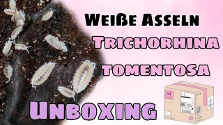 Weiße Asseln Trichorhina Tomentosa Unboxing und ein paar Infos [upl. by Kilar]