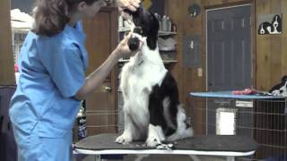 English Springer Spaniel Grooming Part 1 [upl. by Hplar]