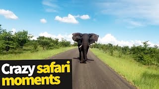 Top 20 Incredible Safari Moments Caught on Camera [upl. by Llirrehs]