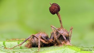 Zombie Ant killed by an Entomopathogenic Fungus [upl. by Fairweather]