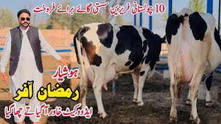 Subhan Dairy Farm  Girlando Cow  Cow For Sale New Video  Dairy Farming Cow  Pk Janwar Mandi [upl. by Nnayrrehs]