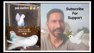 ਨਵਾਂ ਜੋੜਾ ਲੱਗ ਗਿਆ 😀👍🏻 ।। pair confirm 😄🕊️👍🏻 pair confirmation pigeon babypigeon [upl. by Annamarie]