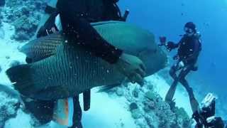 摩訶不思議？犬のようにじゃれるナポレオン！？ パラオダイビング Mysterious Humphead wrasse which frisks like a dogPalau [upl. by Refennej923]