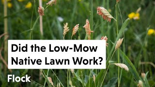 LOWMOW NATIVE LAWN Success or Failure — Ep 115 [upl. by Waugh554]