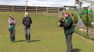 Birds of Prey demonstration at Shepreth Wildlife Park [upl. by Stoll]