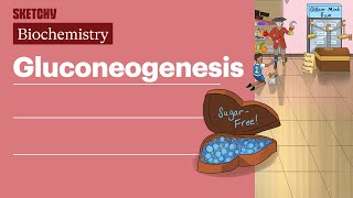 Gluconeogenesis Biochemistry  USMLE Step 1  Sketchy Medical [upl. by Haidabez]