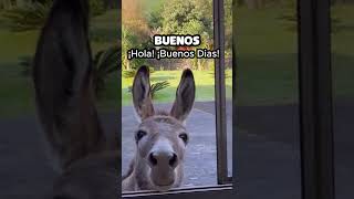 Este es el Burro Mas inteligente y Agradecido que Existe shorts [upl. by Victoria864]