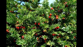 Тис3 Taxus3 Хвойные растения39 Conifers39 Декоративные растения [upl. by Eilhsa73]