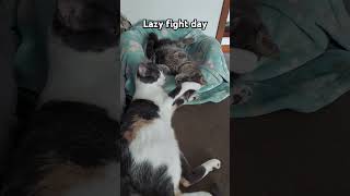 Lazy play fight day catshorts catvideos epiccatfights cute [upl. by Gasparo]