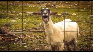 Screaming Goat 15 times but every time it screams it gets more bass boosted [upl. by Thorin]