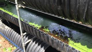 What is Bioponics How it Compares to Hydroponics and Aquaponics [upl. by Mcclelland381]