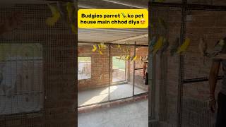 Budgies parrot 🦜 ko new pet house main chhod diya😍 petlover pigeon kabutar budgies parrot [upl. by Anoiuq507]